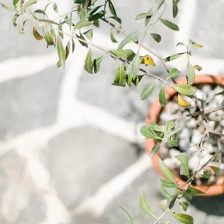 Pensjonat Anastasia Skala Potamia (Thasos)