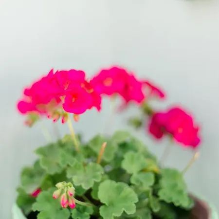 Anastasia Skala Potamia (Thasos)