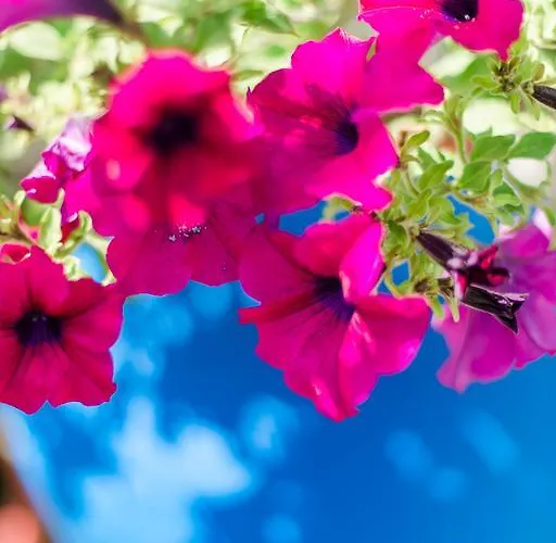 Gasthof Anastasia Skala Potamia (Thasos)