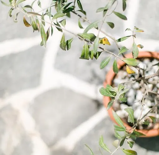 ゲストハウス Anastasia スカラ・ポタミアス