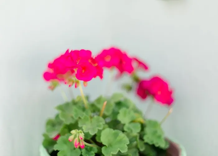 Anastasia スカラ・ポタミアス